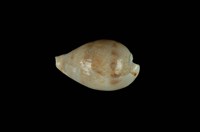 藏品(玉女寶螺)的圖片